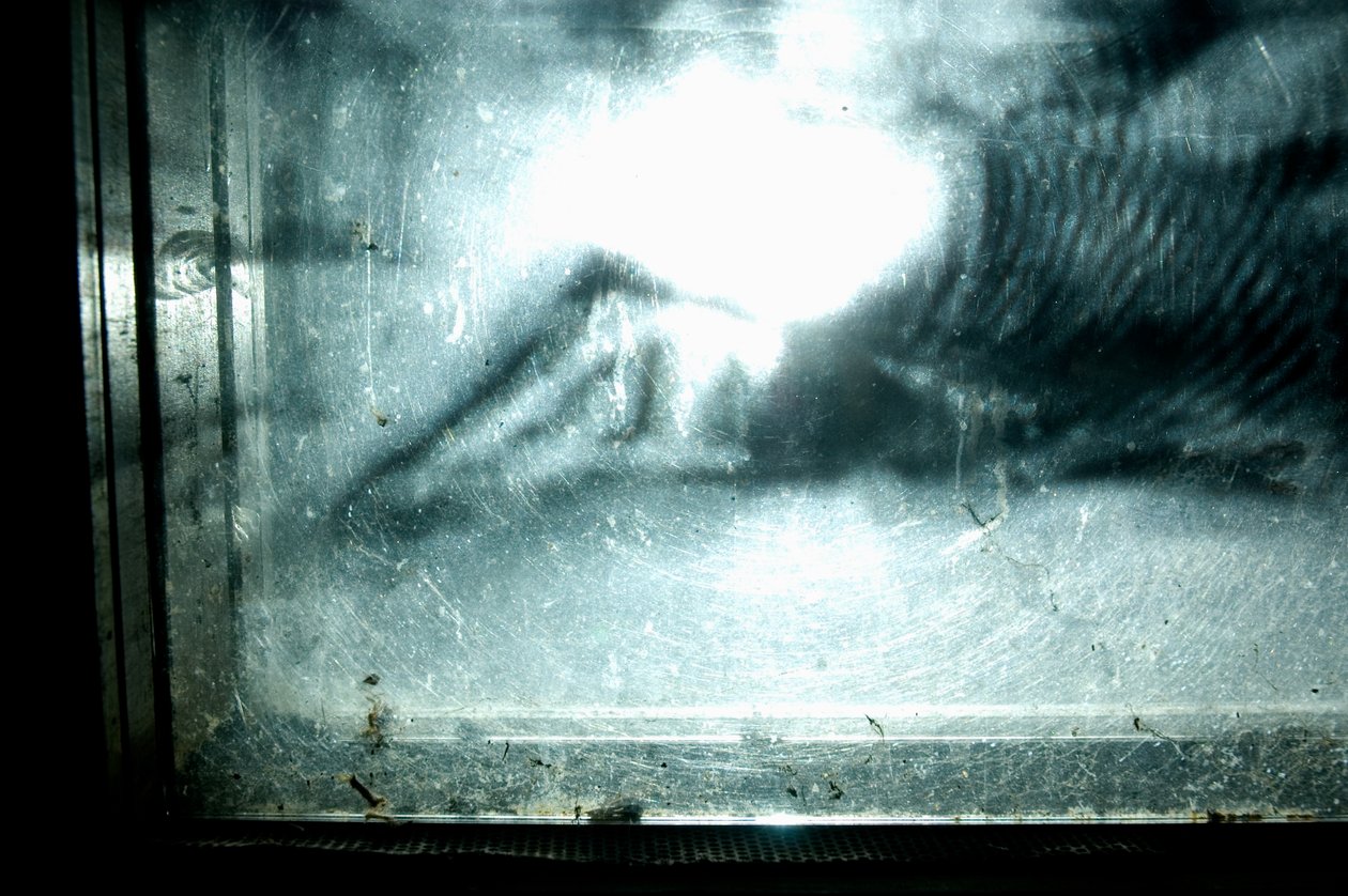 Wormery, 2009（木材、玻璃、钢、投影仪和播放器） 作者 马特·科利肖
