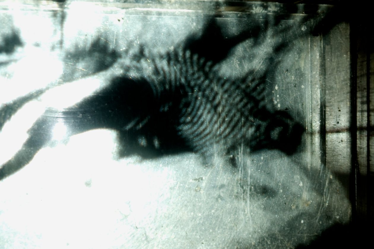 Wormery, 2009（木材、玻璃、钢、投影仪和播放器） 作者 马特·科利肖