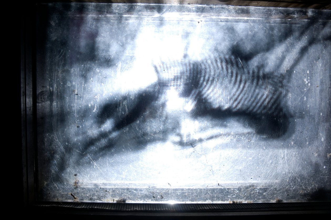 Wormery, 2009（木材、玻璃、钢、投影仪和播放器） 作者 马特·科利肖