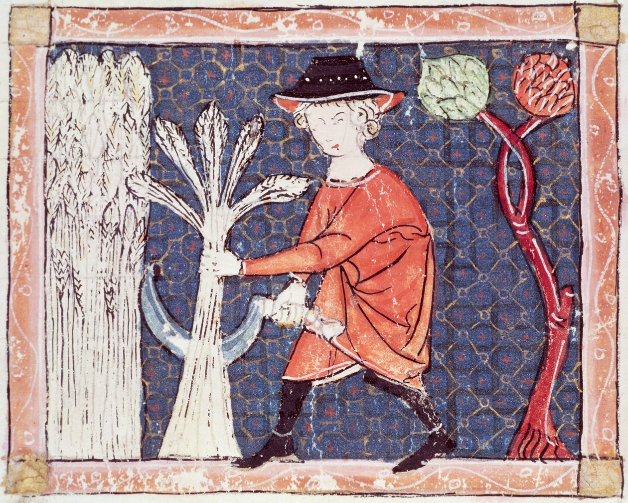 Fol.58v七月：收获 作者 Matfre Ermengaut