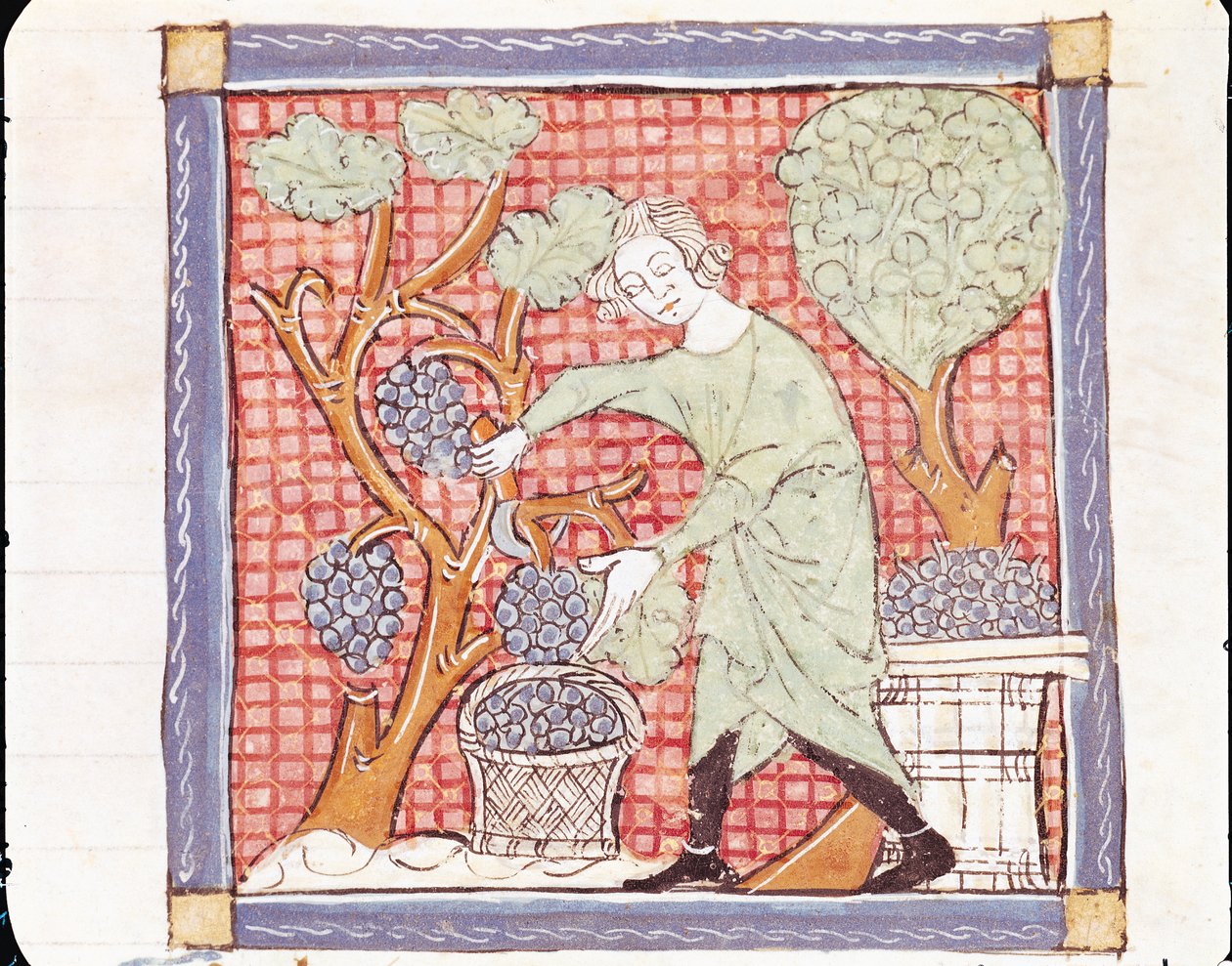 Fol.59r 9月：收获 作者 Matfre Ermengaut