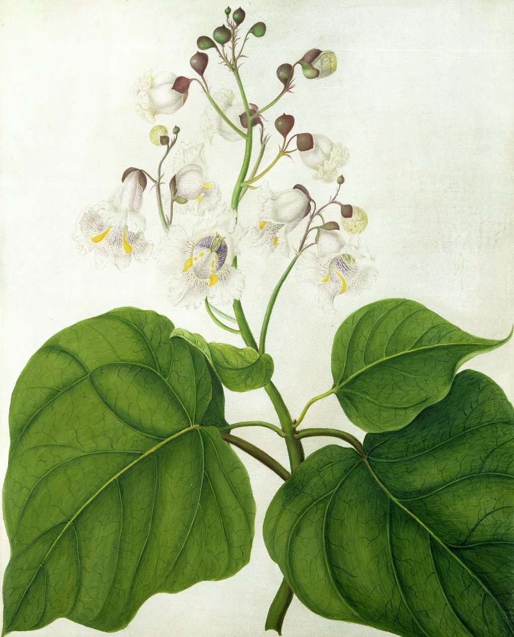 Catalpa Speciosa（在牛皮纸上的铅笔上的水粉和水粉） 作者 Matilda Conyers