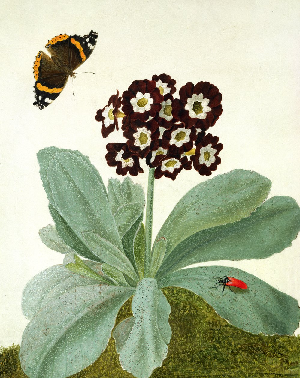 Primula Auricula蝴蝶和甲虫（牛皮纸上的铅笔水粉） 作者 Matilda Conyers