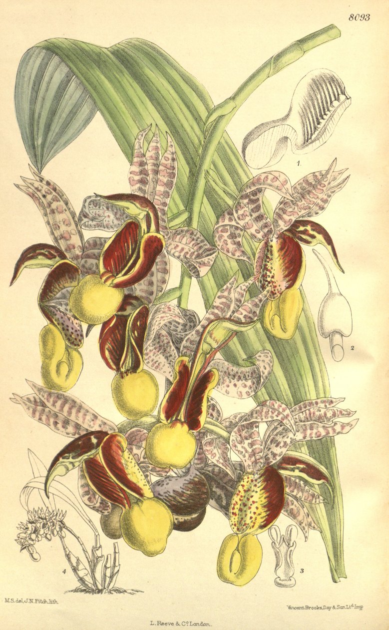 Catasetum galeritum的例证 作者 马蒂尔达·史密斯（Matilda Smith）