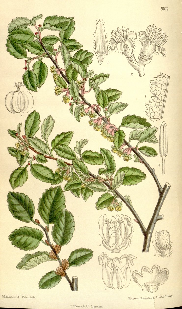 Nothofagus antarctica 作者 吉恩·菲奇