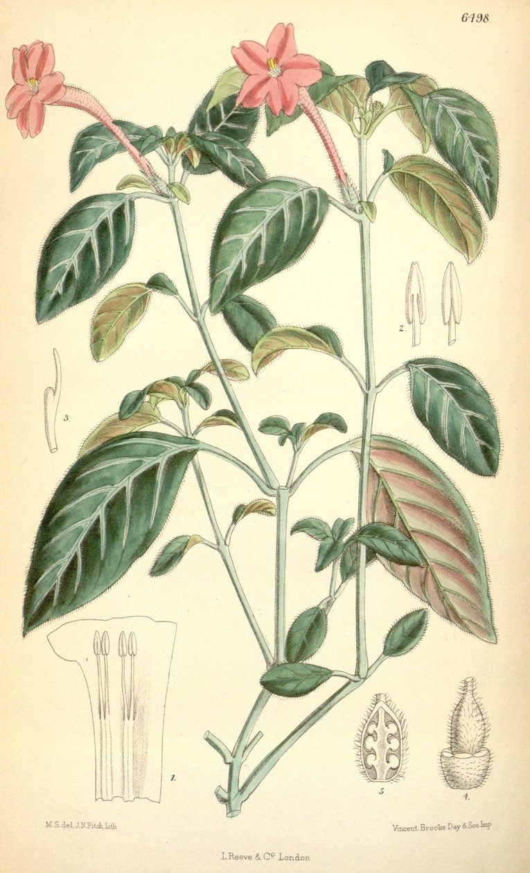 Ruellia portellae 作者 马蒂尔达·史密斯（Matilda Smith）