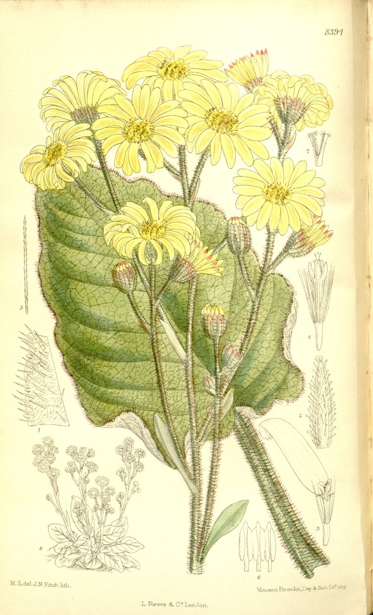 千里光（Senecio saxifragoides） 作者 马蒂尔达·史密斯（Matilda Smith）