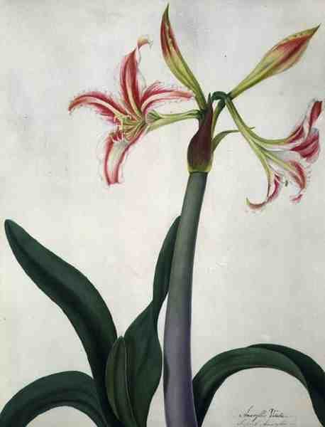 Amaryllis Vitata（牛皮纸上的铅笔水彩和水粉画） 作者 Matilda Conyers