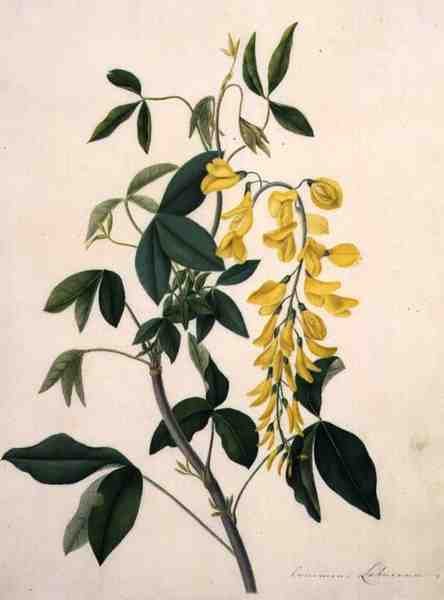 Laburnum Anagyroides（牛皮纸上的铅笔水粉画） 作者 Matilda Conyers