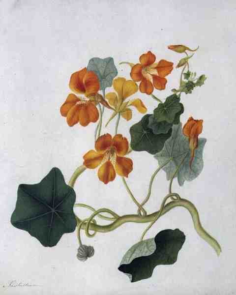 Tropaeolum（牛皮纸上铅笔的水彩和水粉）。 作者 Matilda Conyers