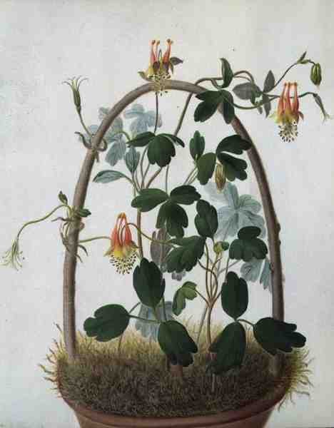 Tuberosum（牛皮纸上铅笔的水彩和水粉）。 作者 Matilda Conyers