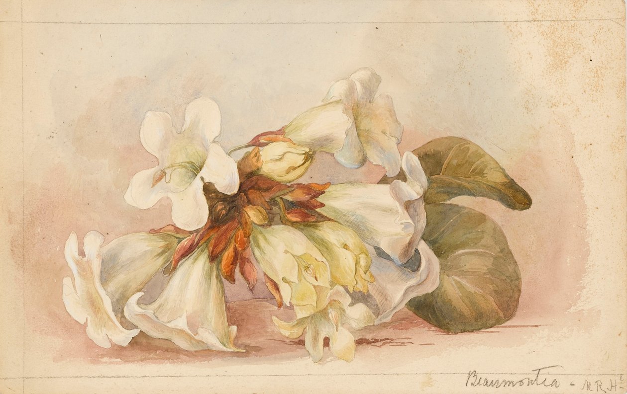 Beaumontia"，约 1880 年（水彩画） 作者 玛蒂尔达·罗斯·赫歇尔