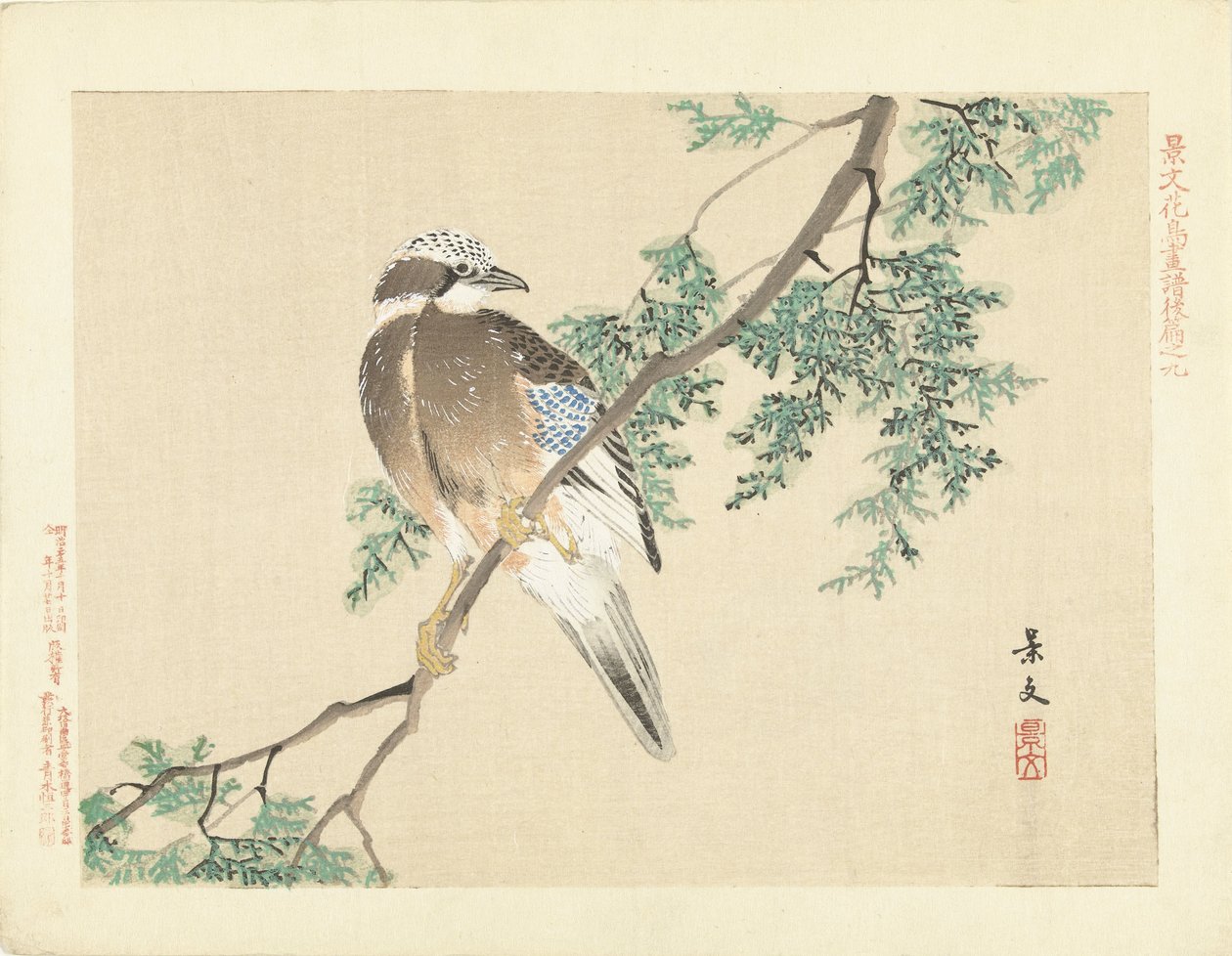 树枝上的杰伊 作者 松村庆文