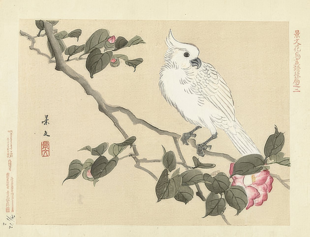 在山茶花分支的白色美冠鹦鹉（Witte kaketoe op cameliatak）。 1892年 作者 松村庆文