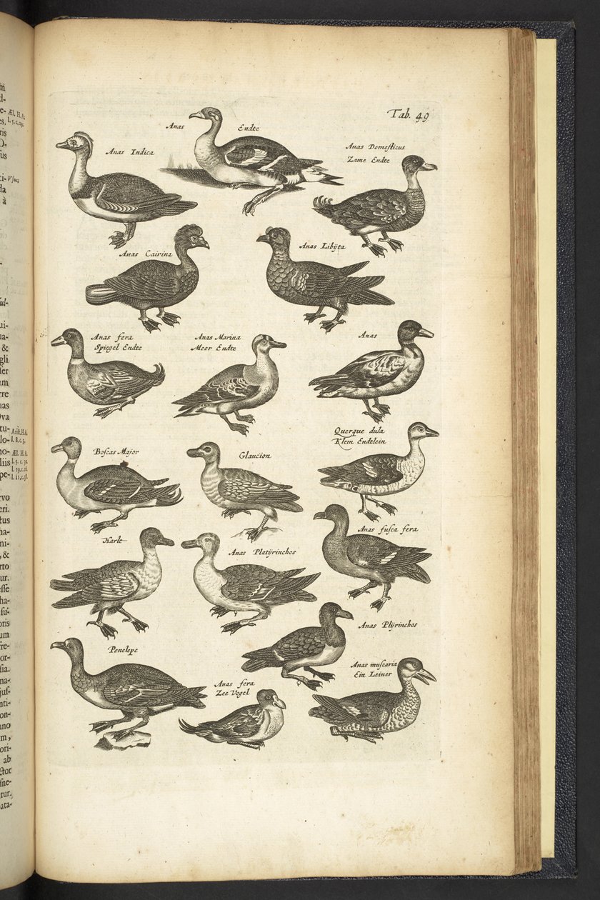 第 49 页，鸭子，《Historiæ naturalis de quadrupetibus》插图 作者 年轻的玛利亚人马陶斯