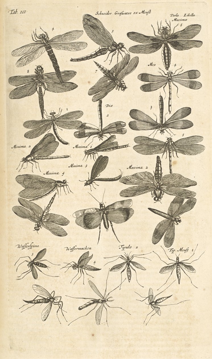 表 III，蜻蜓，插图选自《Historiæ naturalis de quadrupetibus》。 作者 年轻的玛利亚人马陶斯