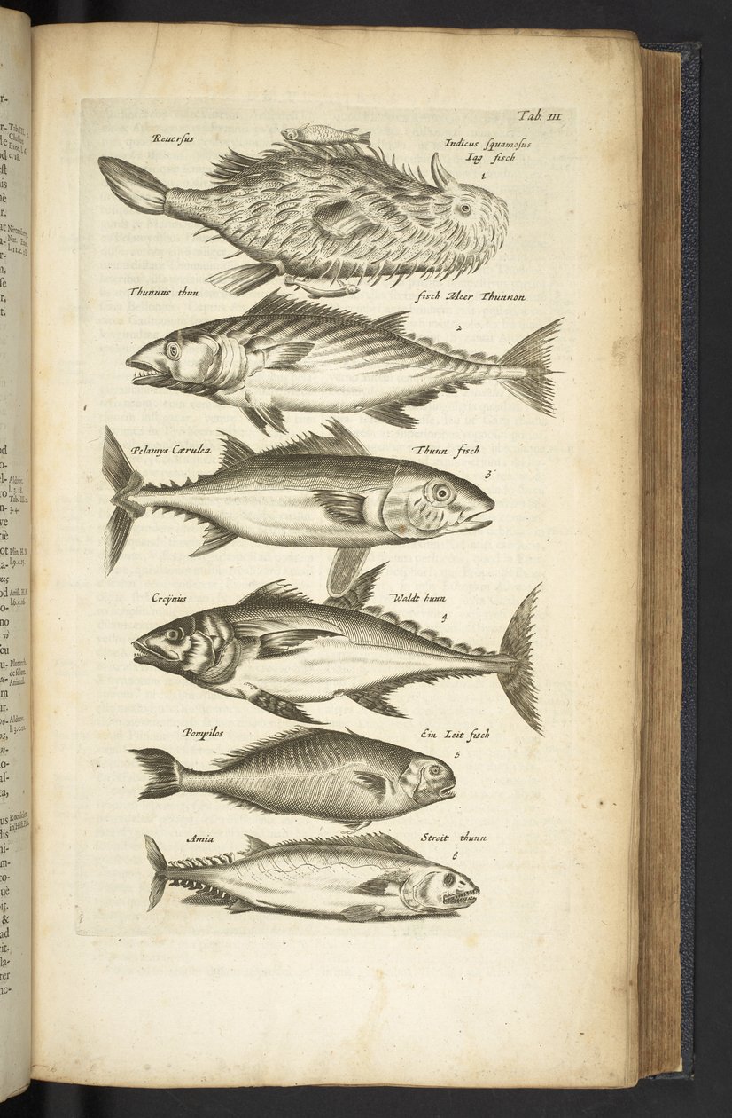 表 III，金枪鱼，插图选自《Historiæ naturalis de quadrupetibus 作者 年轻的玛利亚人马陶斯
