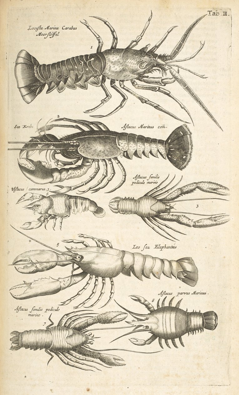 表 II，龙虾，插图选自《Historiæ naturalis de quadrupetibus》。 作者 年轻的玛利亚人马陶斯