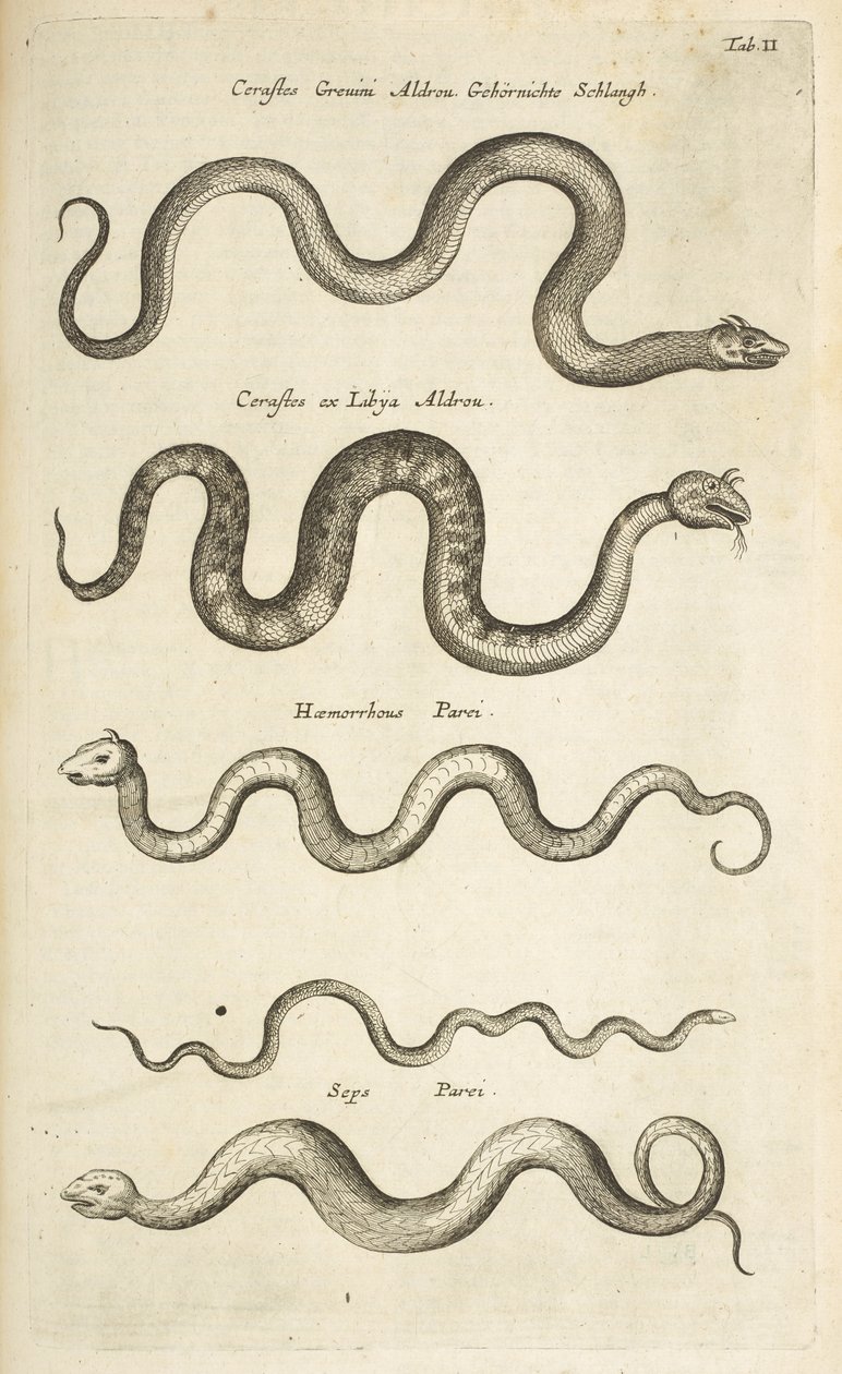表 II，蛇，插图选自《Historiæ naturalis de quadrupetibus》。 作者 年轻的玛利亚人马陶斯
