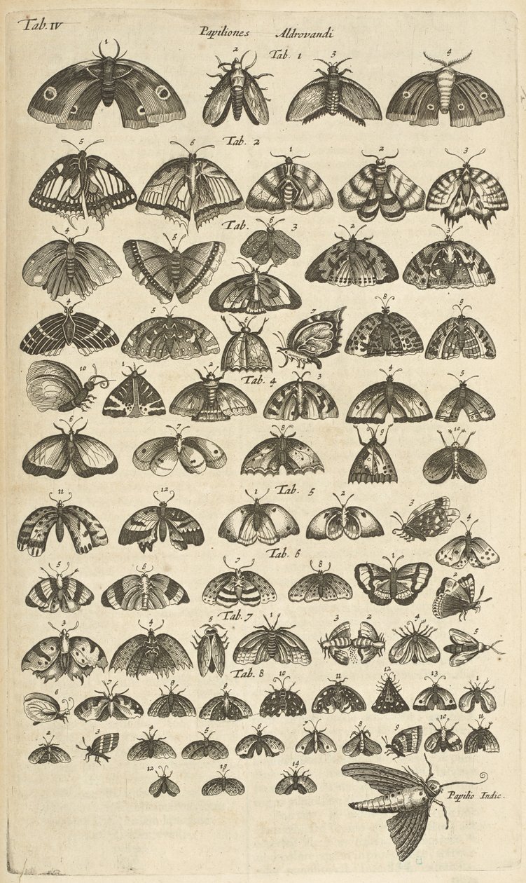 标签表 IV，蝴蝶和飞蛾，《Historiæ naturalis de quadrupetibus》插图 作者 年轻的玛利亚人马陶斯