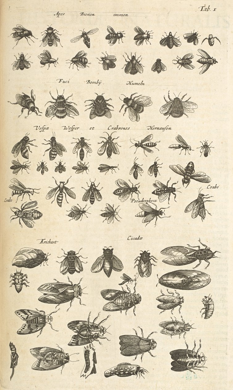标签 I，蜜蜂和黄蜂，插图选自《Historiæ naturalis de quadrupetibus》。 作者 年轻的玛利亚人马陶斯