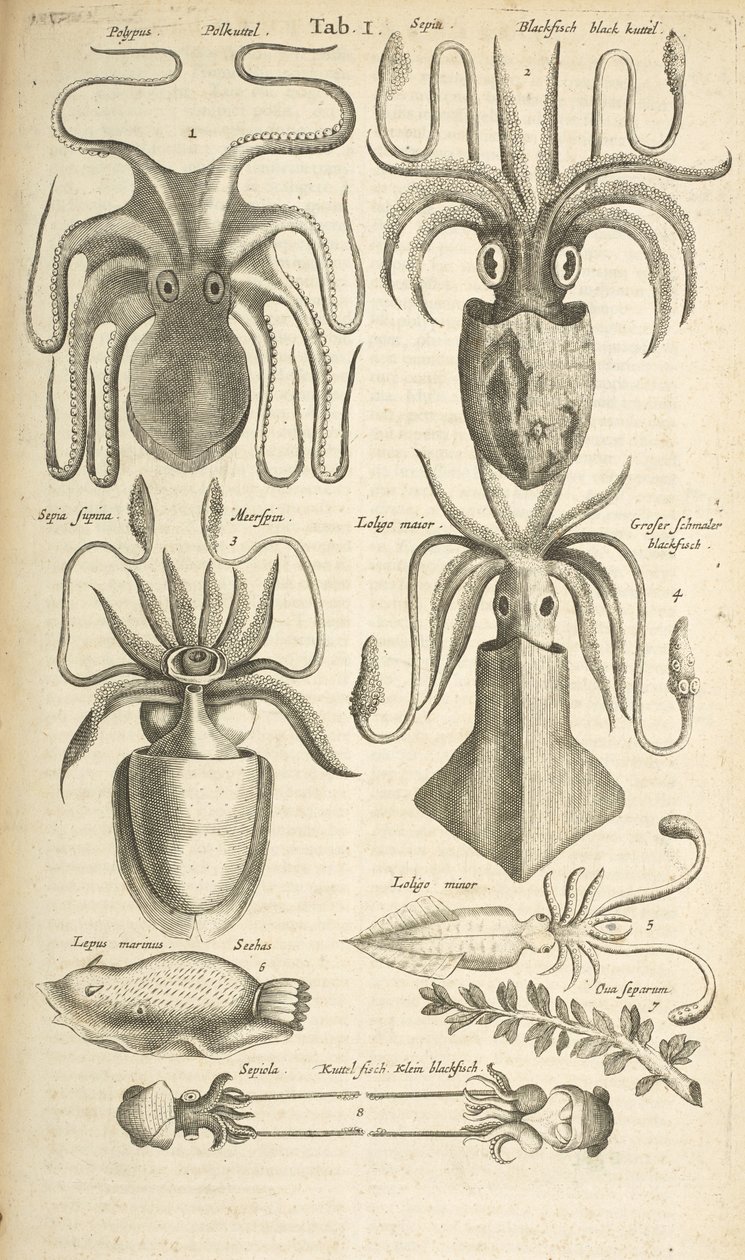 标签 I，章鱼，插图选自《Historiæ naturalis de quadrupetibus》。 作者 年轻的玛利亚人马陶斯