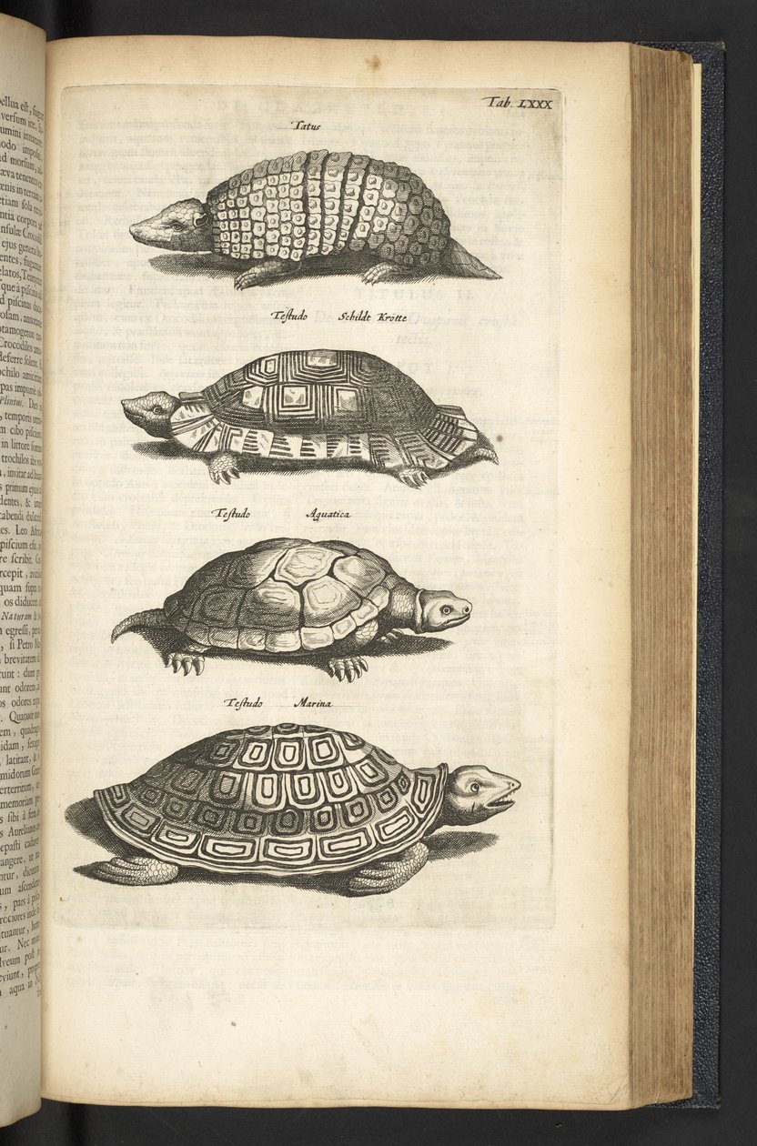 标签 LXXX，龟，插图选自《Historiæ naturalis de quadrupetibus 作者 年轻的玛利亚人马陶斯