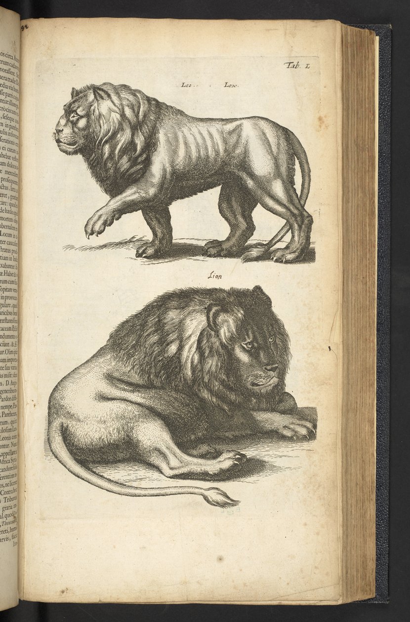 标签 L，狮子，《Historiæ naturalis de quadrupetibus》插图 作者 年轻的玛利亚人马陶斯