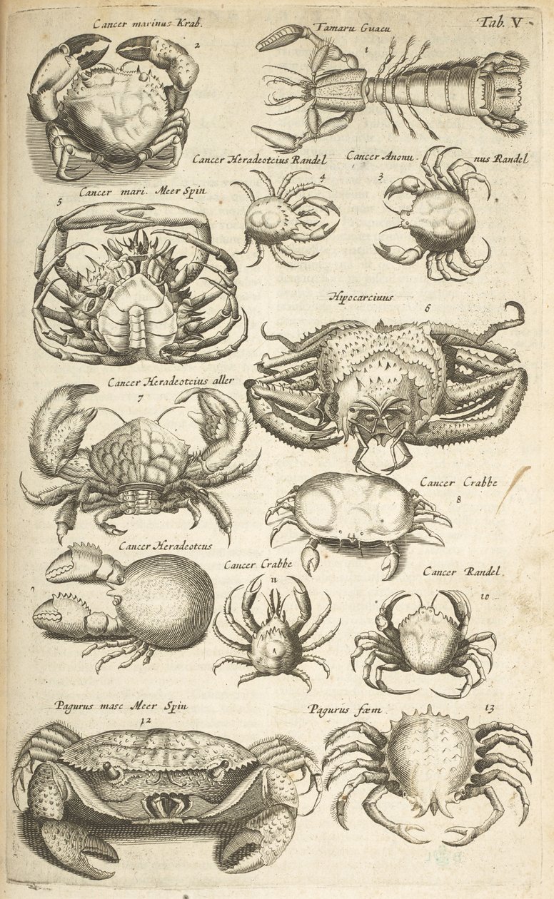 标签 V，螃蟹，插图选自《Historiæ naturalis de quadrupetibus》。 作者 年轻的玛利亚人马陶斯