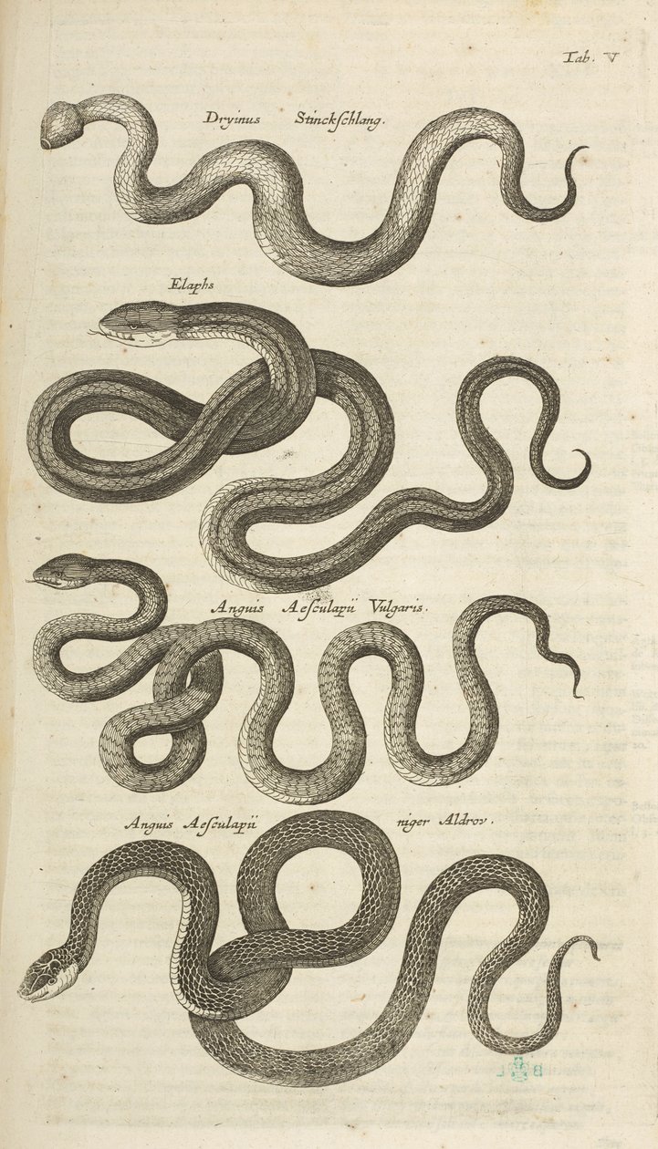 标签 V，蛇，插图选自《Historiæ naturalis de quadrupetibus 作者 年轻的玛利亚人马陶斯