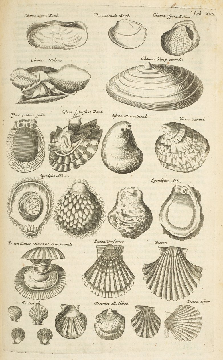 表 XIIII，各种贝壳，插图选自《Historiæ naturalis de quadrupetibus 作者 年轻的玛利亚人马陶斯