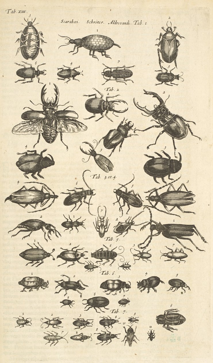 表 XIII，甲虫，《Historiæ naturalis de quadrupetibus》插图 作者 年轻的玛利亚人马陶斯