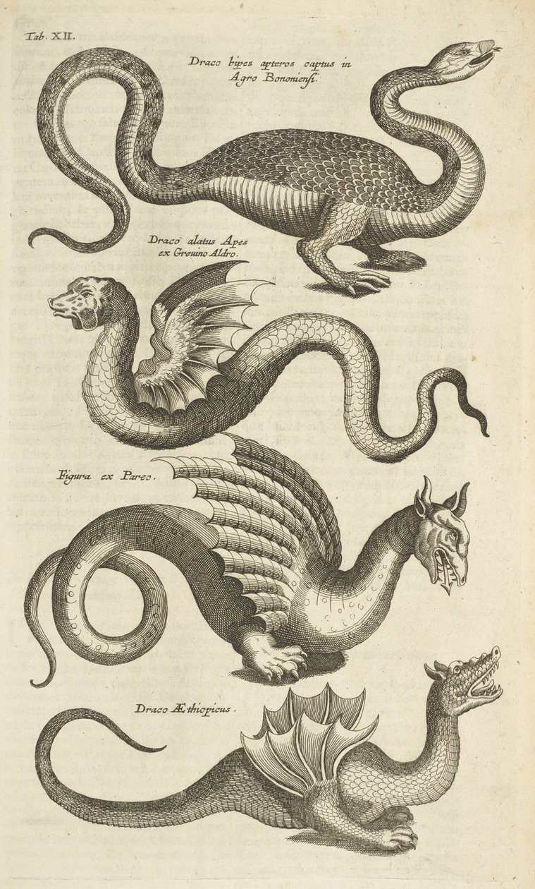 第十二页，神话生物，龙，插图选自《Historiæ naturalis de quadrupetibus》。 作者 年轻的玛利亚人马陶斯