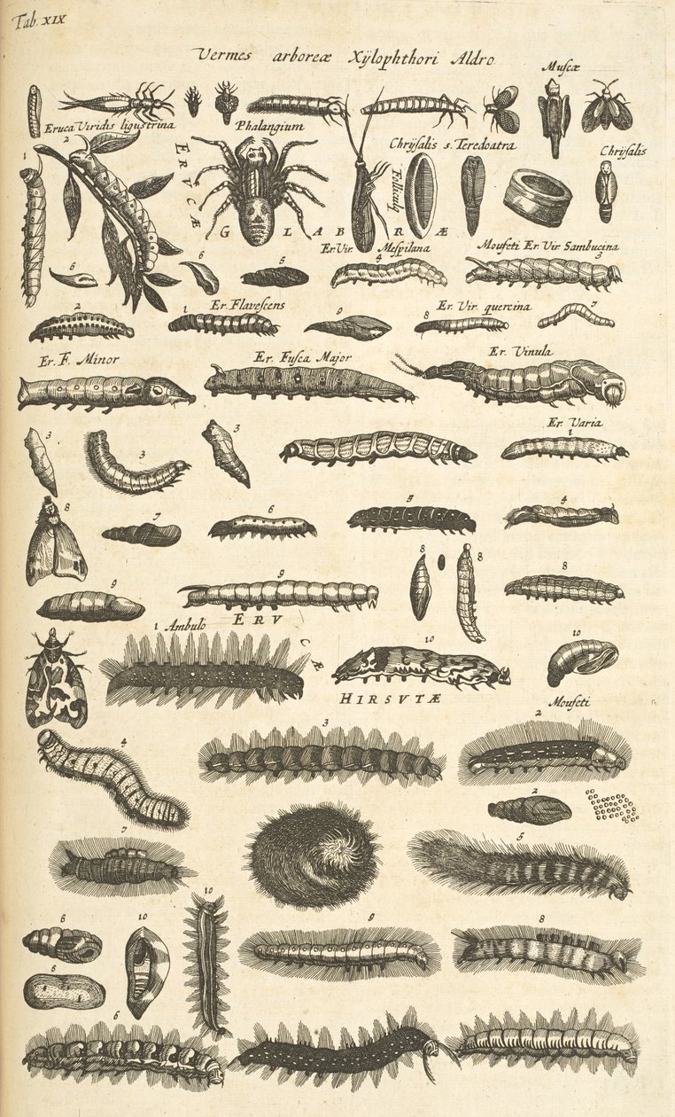 标签 XIX，毛毛虫，插图选自《Historiæ naturalis de quadrupetibus》。 作者 年轻的玛利亚人马陶斯