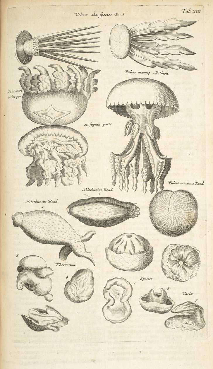 标签 XIX，水母、海参和其他海洋生物，《Historiæ naturalis de quadrupetibus》插图 作者 年轻的玛利亚人马陶斯