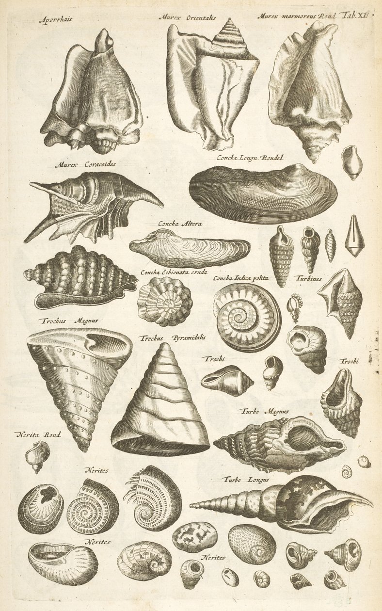 表 XI，各种贝壳，《Historiæ naturalis de quadrupetibus》插图 作者 年轻的玛利亚人马陶斯
