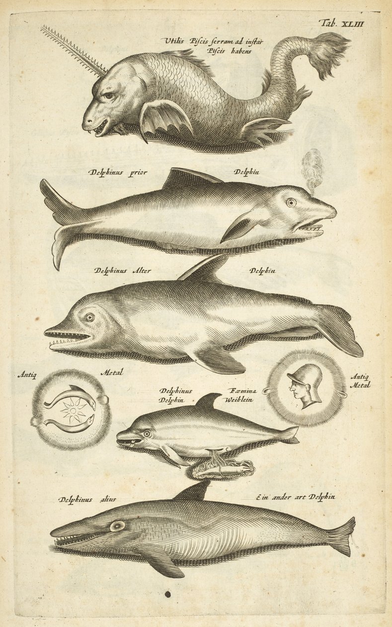 表 XLIII，海豚，插图选自《Historiæ naturalis de quadrupetibus 作者 年轻的玛利亚人马陶斯