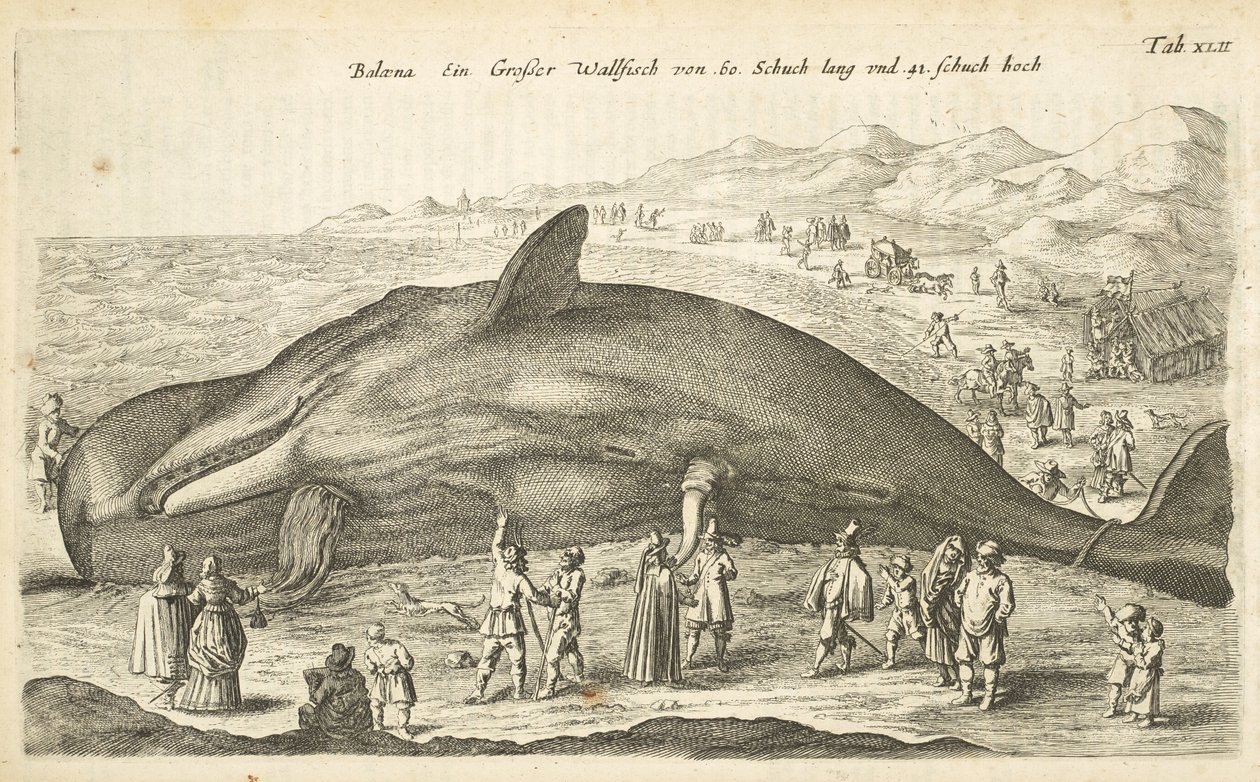 标签 XLII，鲸，选自《Historiæ naturalis de quadrupetibus》的插图 作者 年轻的玛利亚人马陶斯