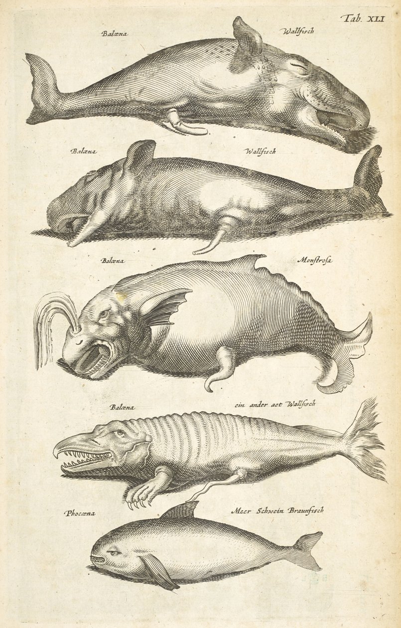 标签 XLI，鲸鱼，《Historiæ naturalis de quadrupetibus》插图 作者 年轻的玛利亚人马陶斯