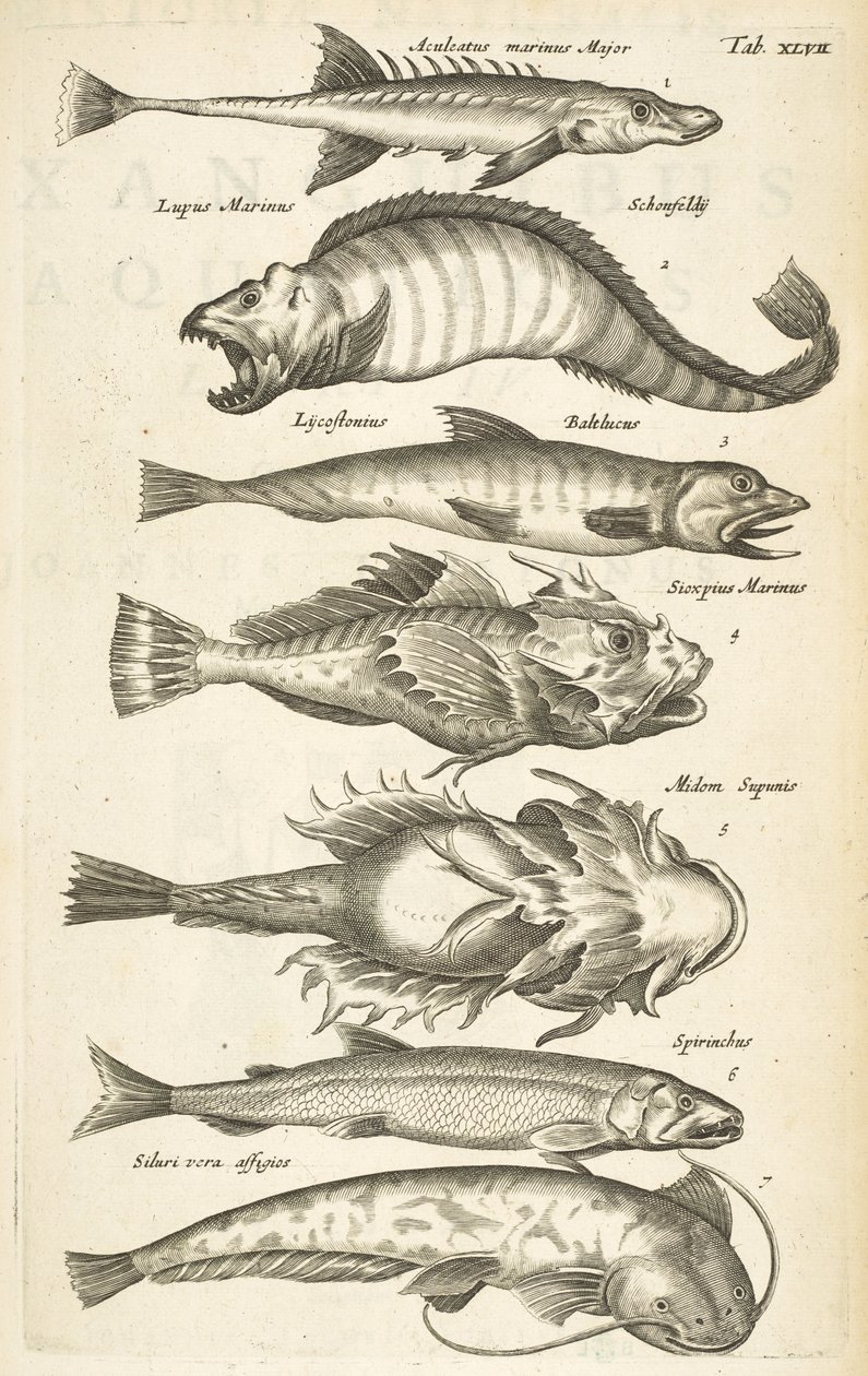 表 XLVII，鱼类物种，《Historiæ naturalis de quadrupetibus》插图 作者 年轻的玛利亚人马陶斯