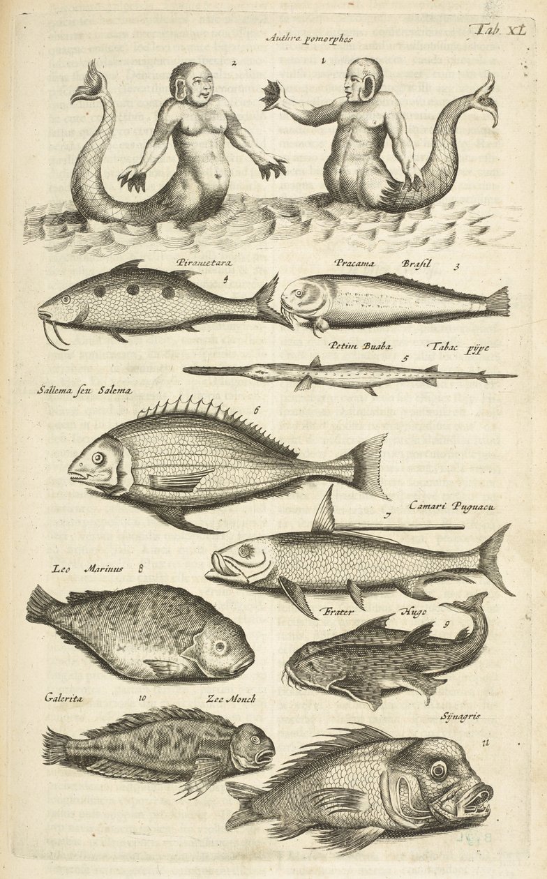 标签 XL，拟人；人鱼；人鱼；热带鱼，插图选自《Historiæ naturalis de quadrupetibus》。 作者 年轻的玛利亚人马陶斯