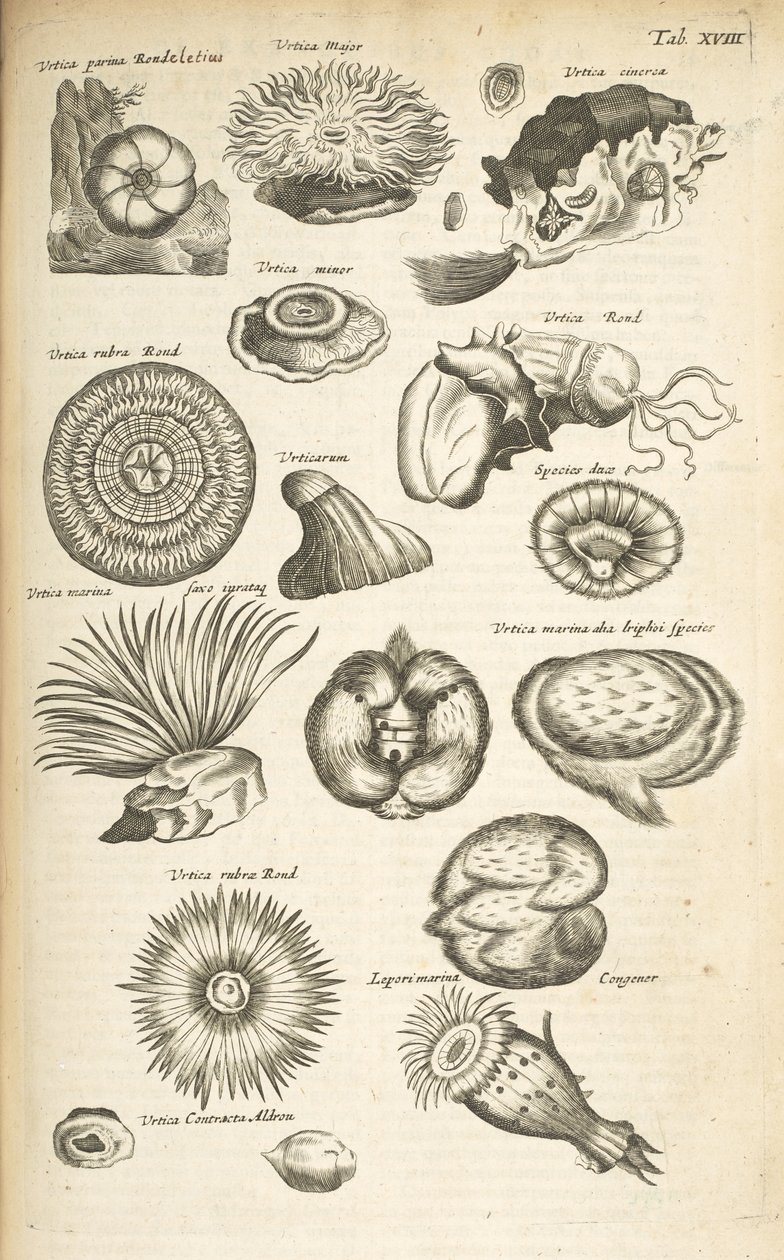 表 XVIII，海洋生物，插图选自《Historiæ naturalis de quadrupetibus》，第 2 卷 作者 年轻的玛利亚人马陶斯