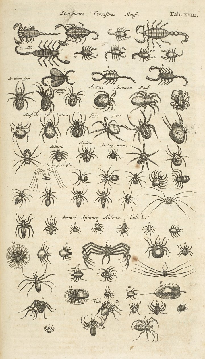 表 XVIII，陆生蝎子和蛛形纲动物，《Historiæ naturalis de quadrupetibus》插图 作者 年轻的玛利亚人马陶斯