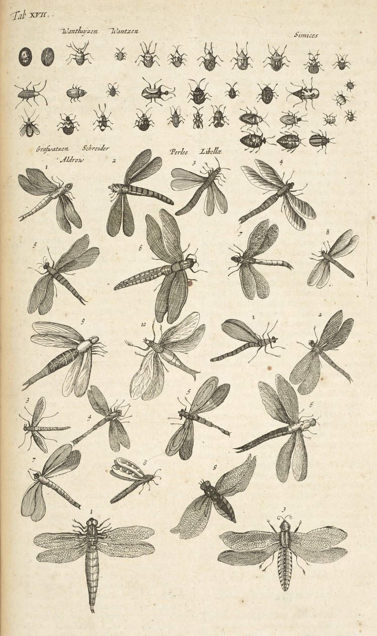 表 XVII，蜻蜓，《Historiæ naturalis de quadrupetibus》插图 作者 年轻的玛利亚人马陶斯
