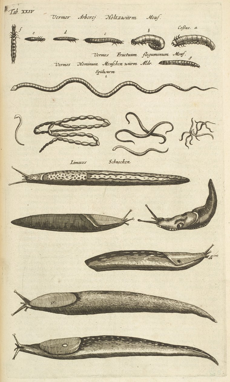 表 XXIV，蛞蝓和蠕虫，《Historiæ naturalis de quadrupetibus》插图 作者 年轻的玛利亚人马陶斯