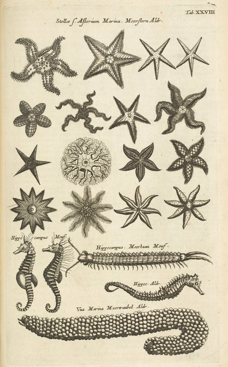 标签 XXVIII，海星和海马，插图选自《Historiæ naturalis de quadrupetibus》。 作者 年轻的玛利亚人马陶斯