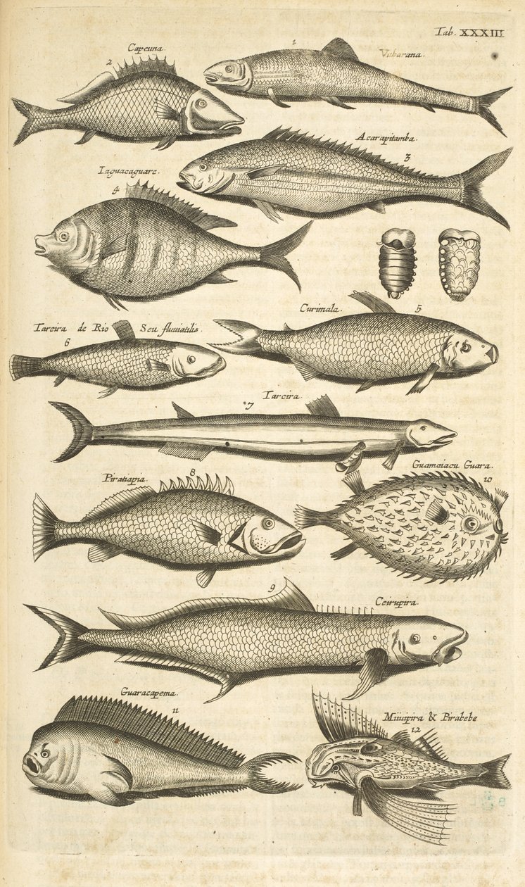标签XXXIII，刺鱼，《Historiæ naturalis de quadrupetibus》插图 作者 年轻的玛利亚人马陶斯