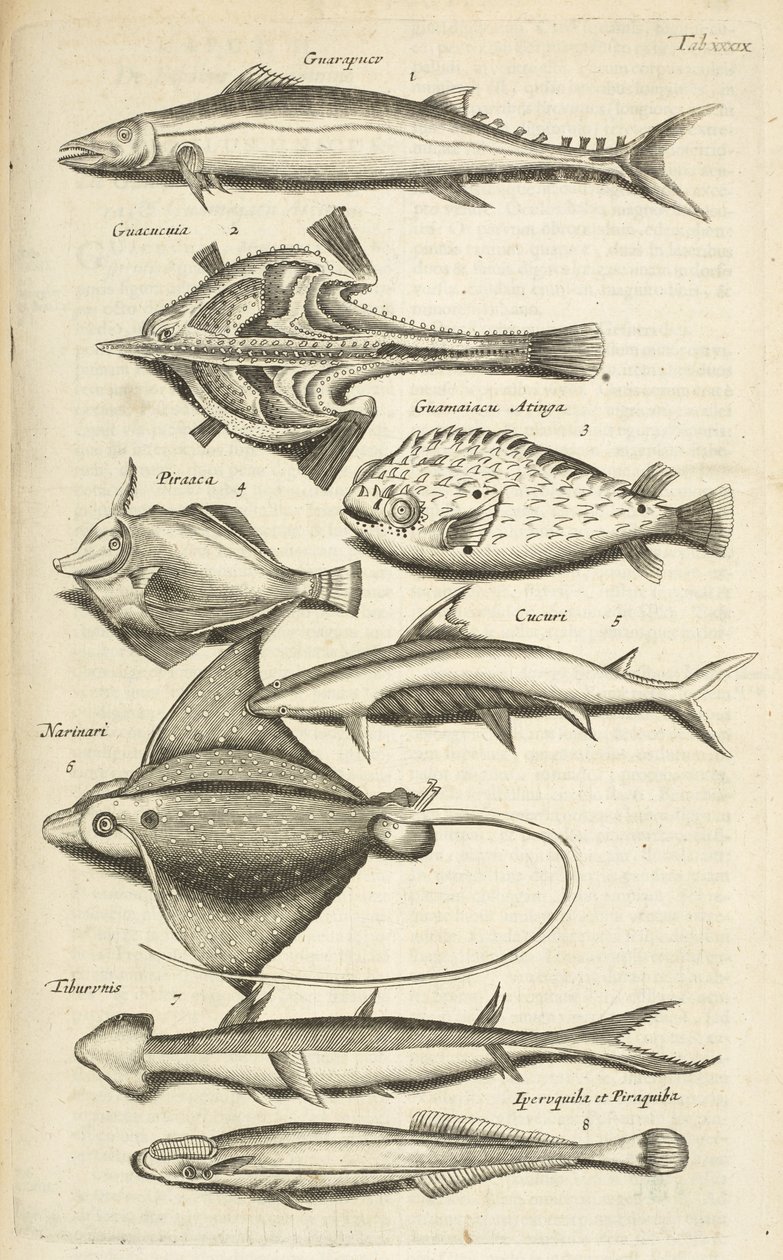 表 XXXIX，鱼类物种，《Historiæ naturalis de quadrupetibus》插图 作者 年轻的玛利亚人马陶斯