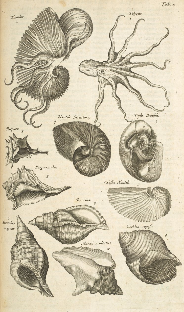表 X，章鱼和鹦鹉螺的贝壳，插图来自《Historiæ naturalis de quadrupetibus》。 作者 年轻的玛利亚人马陶斯