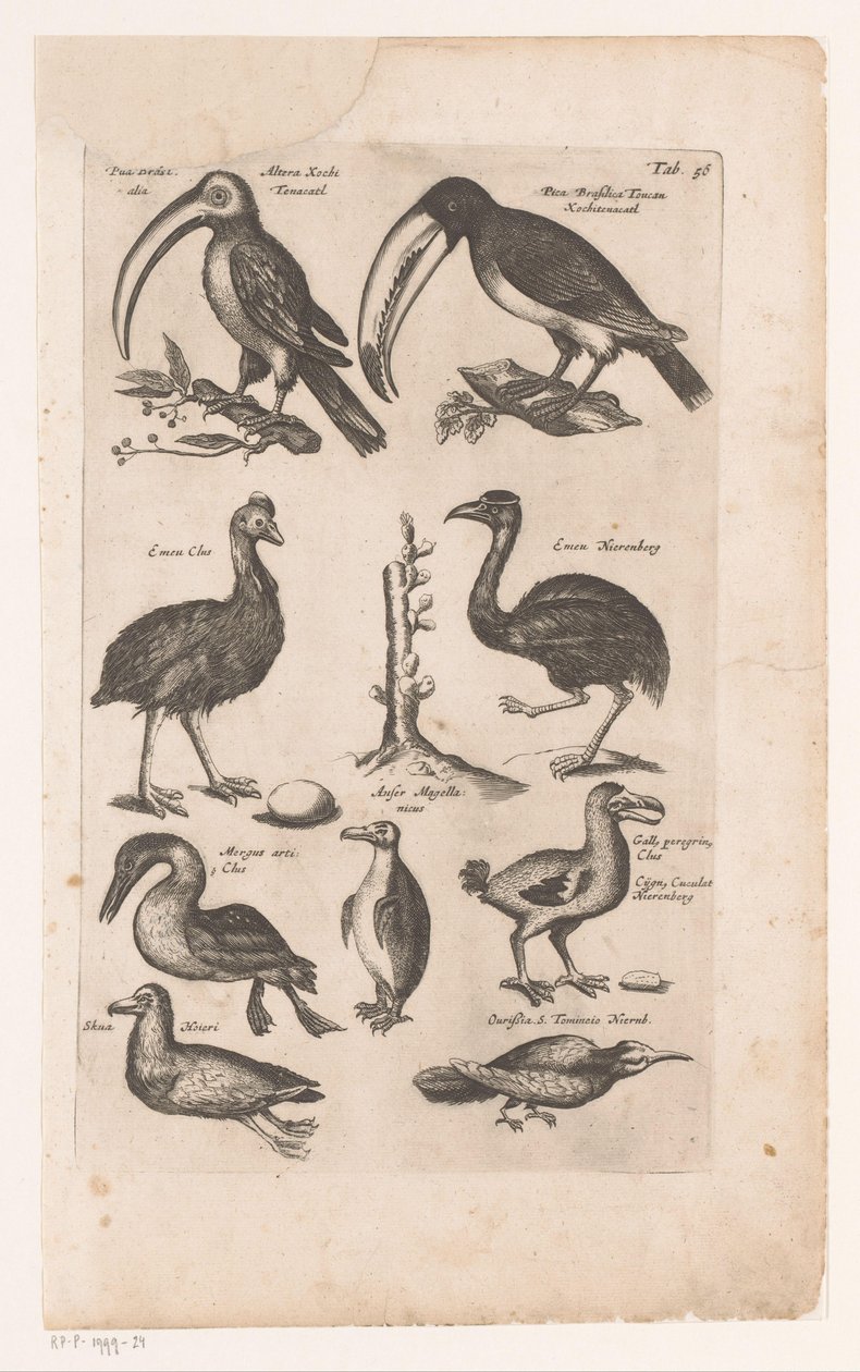 杜鹃和其他鸟类
Historica naturalis de avibus, Libri VI J. Jonston（丛书名） 作者 马特乌斯·梅里安